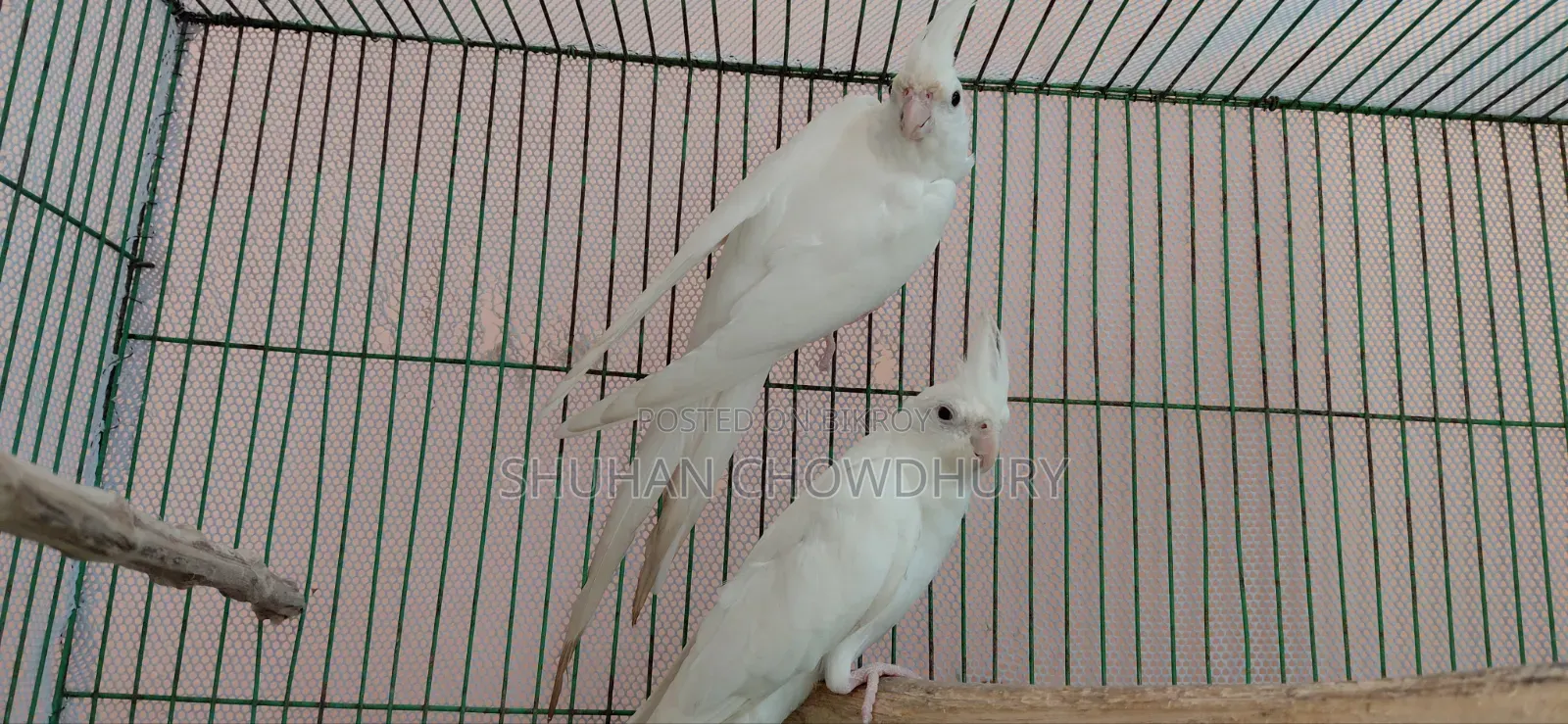 Albion Red Eye Running Cockatiel Bird