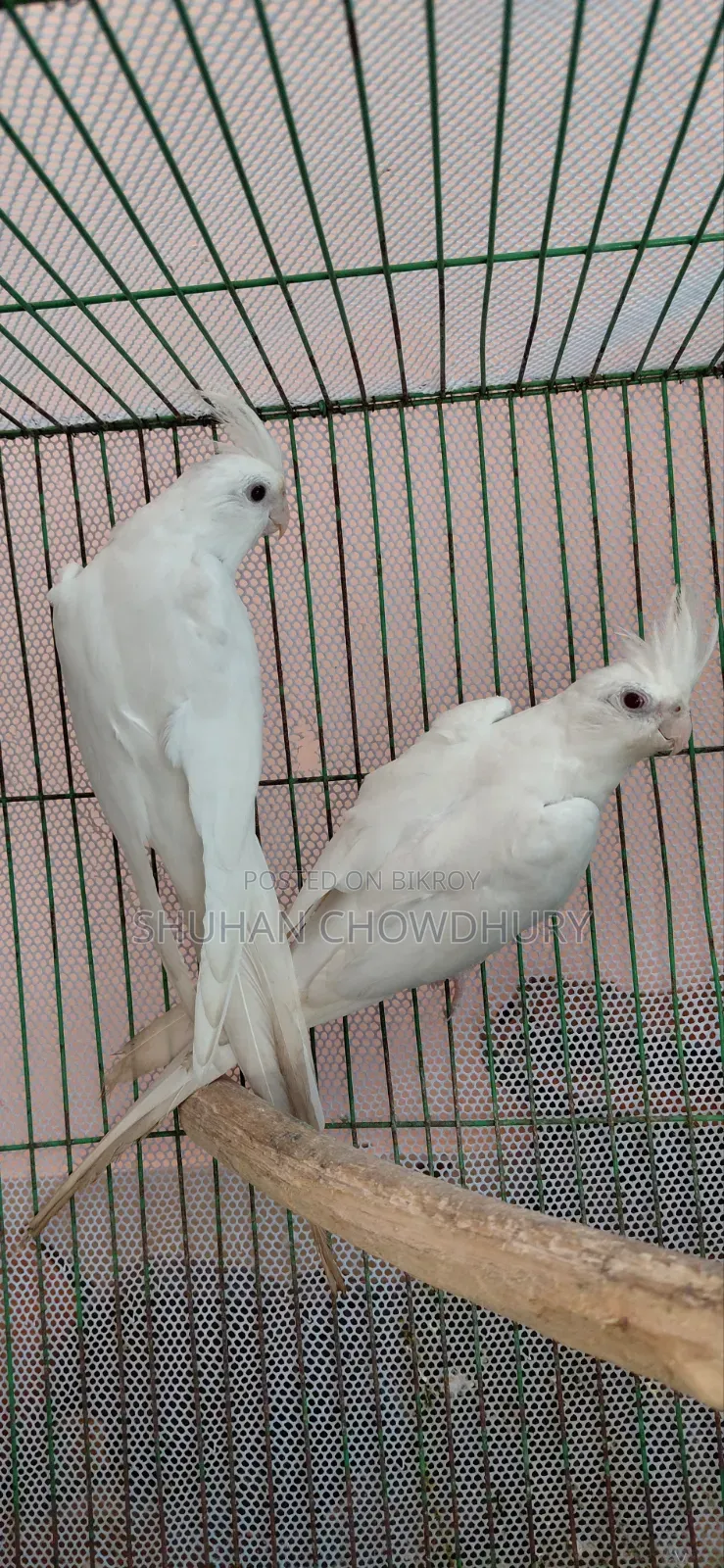 Albion Red Eye Running Cockatiel Bird