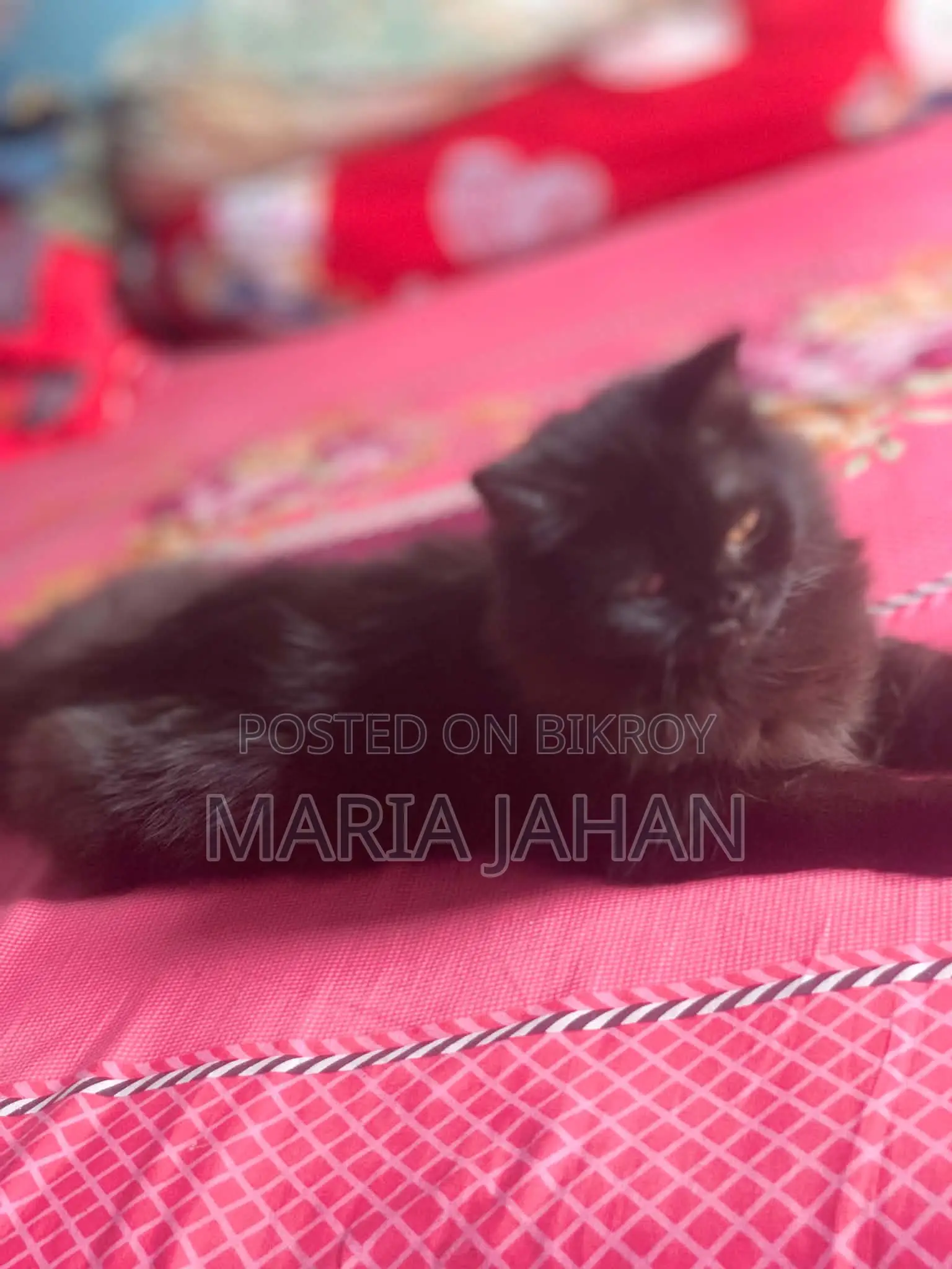 ১-৩ মাসের মেল পিওরব্রেড পার্সিয়ান