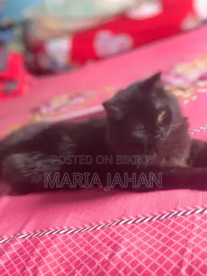 ১-৩ মাসের মেল পিওরব্রেড পার্সিয়ান