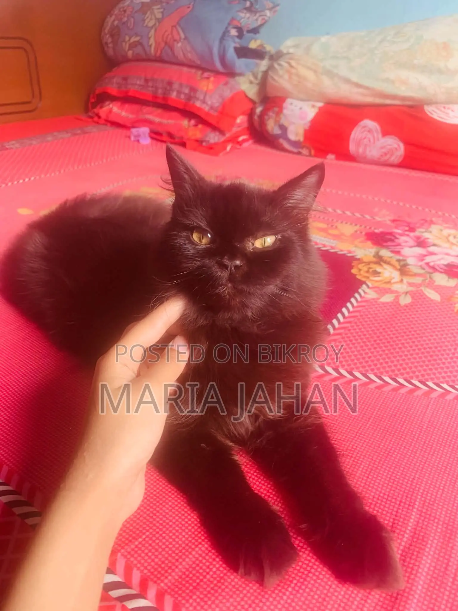 ১-৩ মাসের মেল পিওরব্রেড পার্সিয়ান