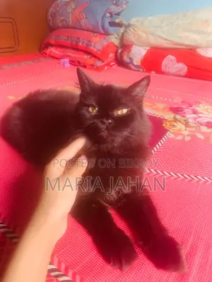 ১-৩ মাসের মেল পিওরব্রেড পার্সিয়ান