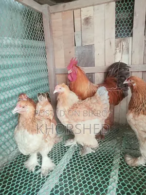 Buff Brahma Chicken for Sale