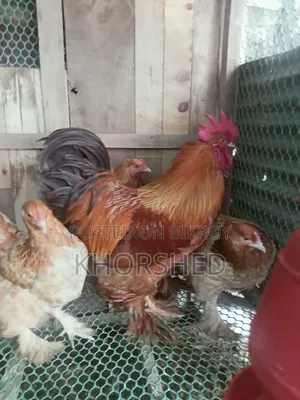 Buff Brahma Chicken for Sale