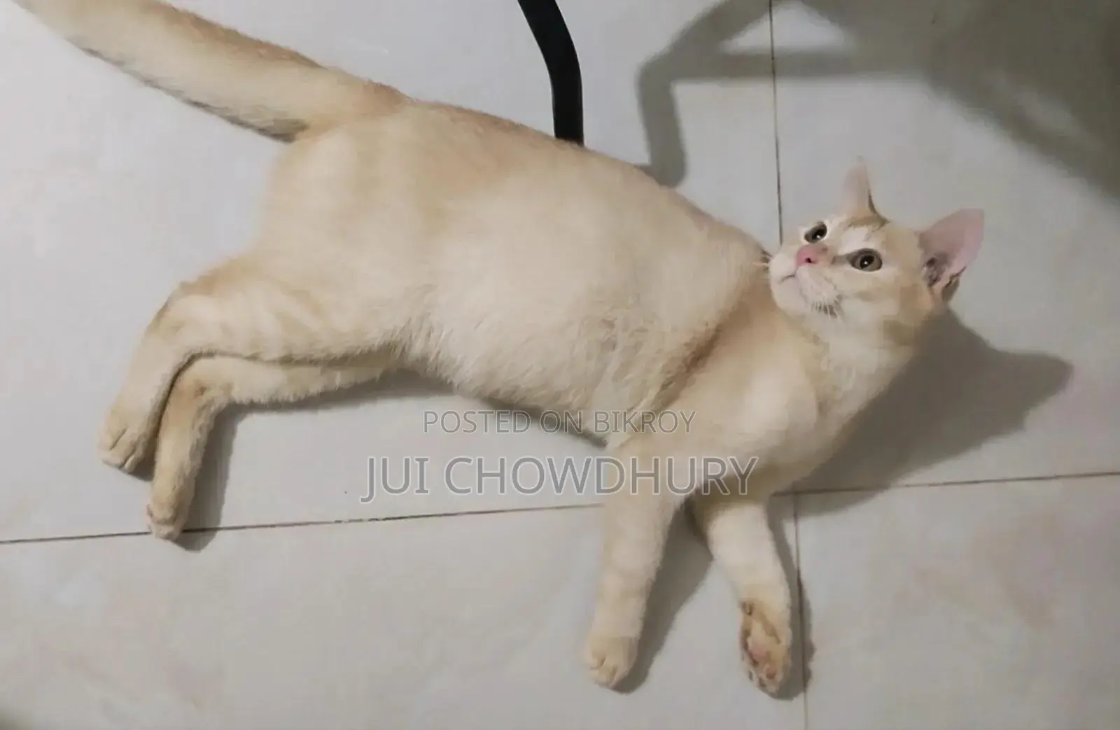 1+ year Male Mixed Breed Cat
