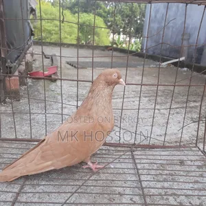 Yellow Rant Single Female Pigeon
