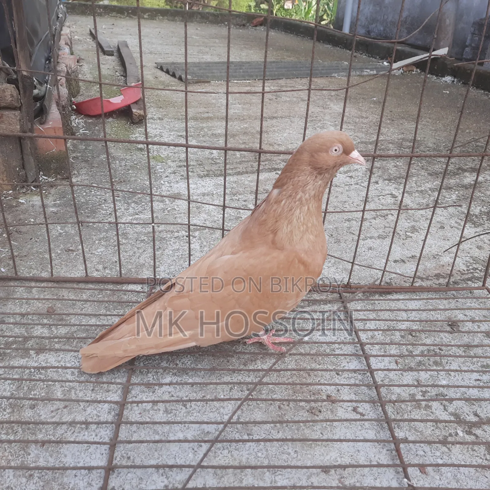 Yellow Rant Single Female Pigeon