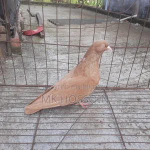 Yellow Rant Single Female Pigeon