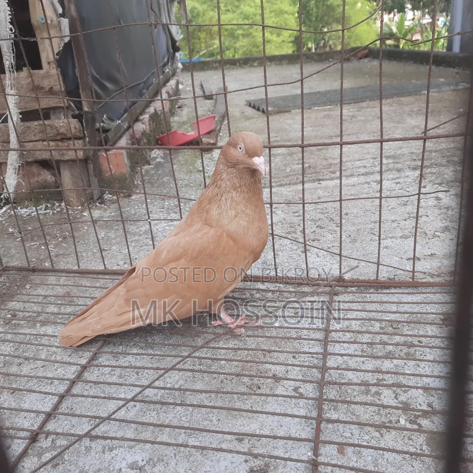 Yellow Rant Single Female Pigeon