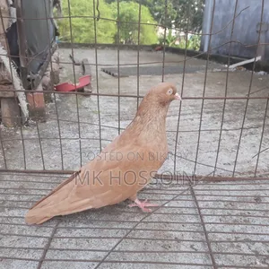 Yellow Rant Single Female Pigeon