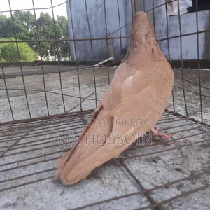 Yellow Rant Single Female Pigeon