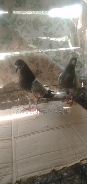 Teddy Pigeon