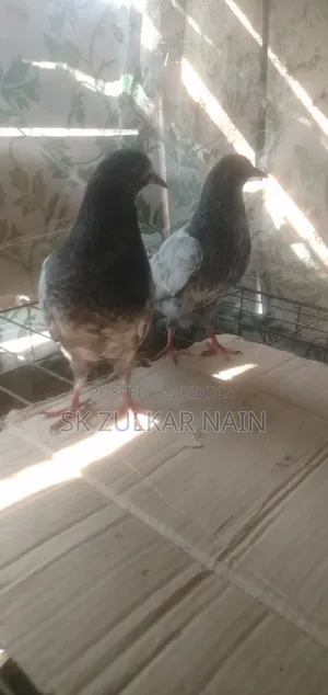 Teddy Pigeon