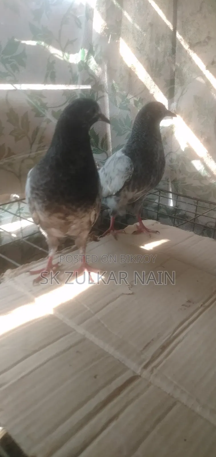 Teddy Pigeon