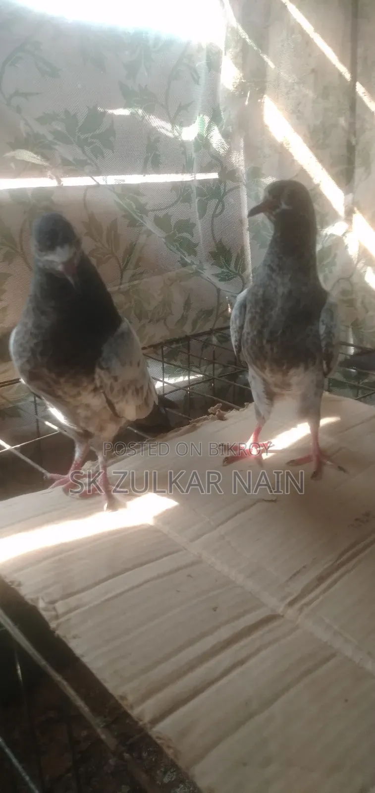 Teddy Pigeon