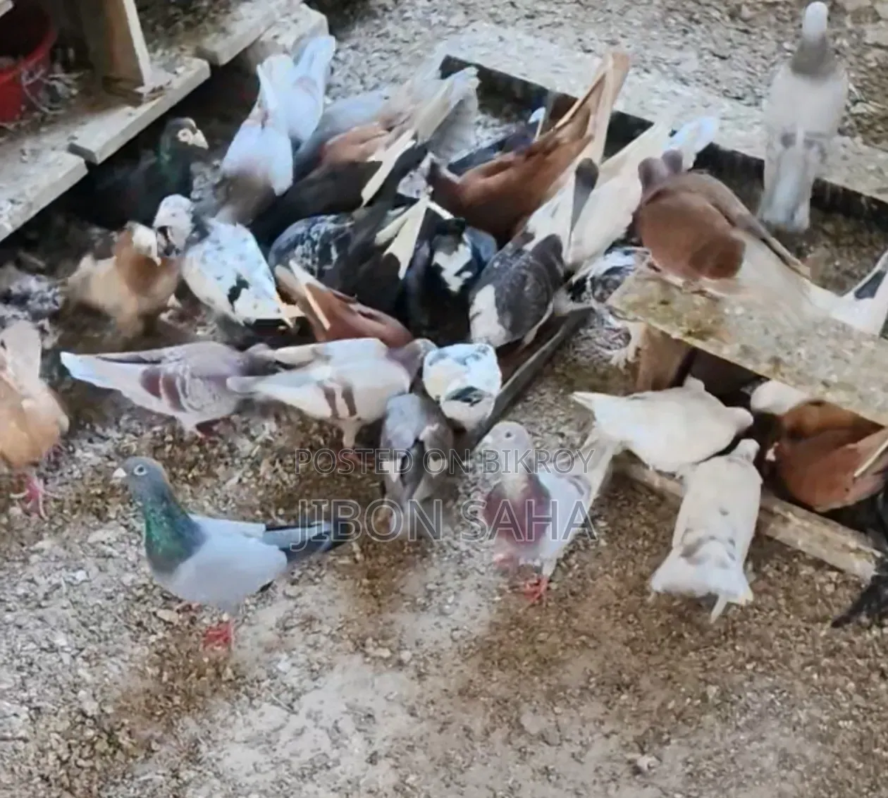 Good Quality Racer and Gola Pigeons.