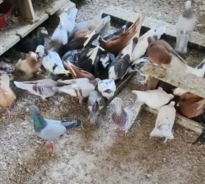Good Quality Racer and Gola Pigeons.