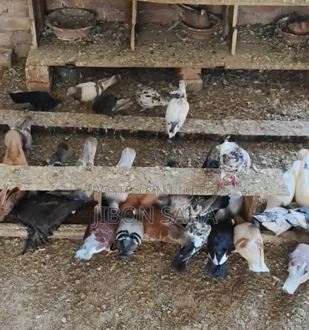 Good Quality Racer and Gola Pigeons.