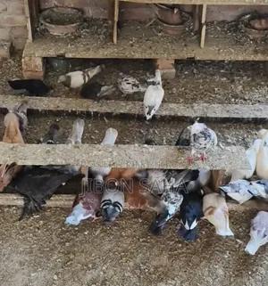 Good Quality Racer and Gola Pigeons.