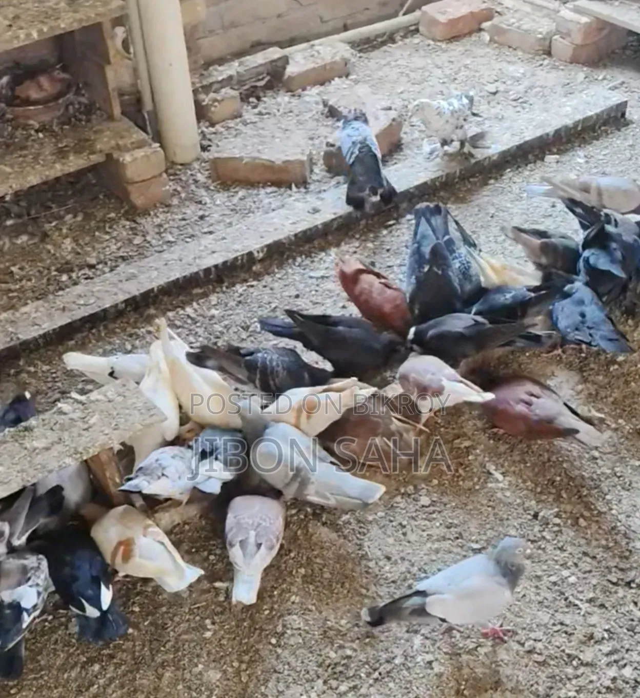 Good Quality Racer and Gola Pigeons.