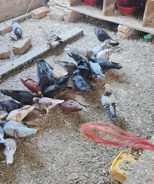 Good Quality Racer and Gola Pigeons.