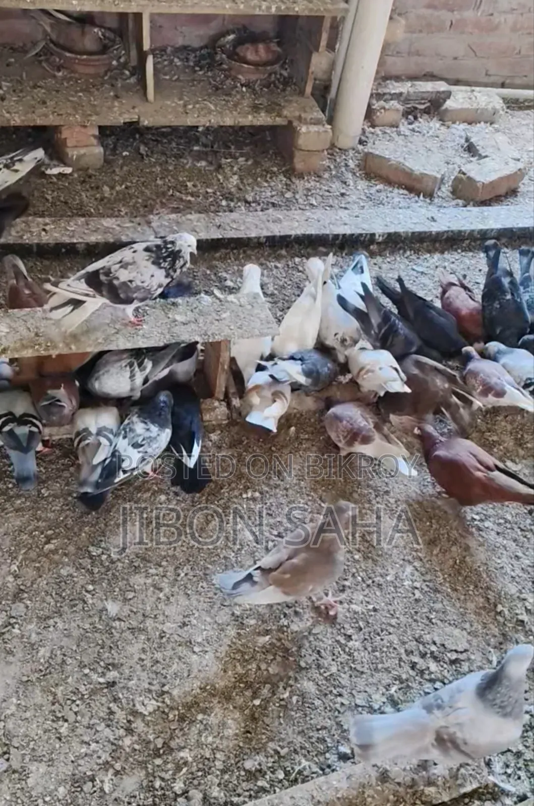 Good Quality Racer and Gola Pigeons.