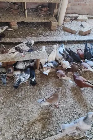 Good Quality Racer and Gola Pigeons.