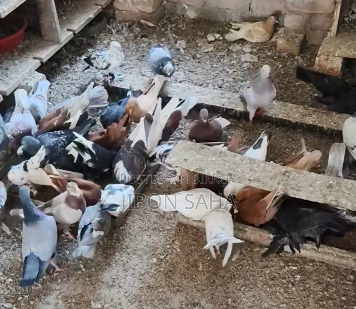Good Quality Racer and Gola Pigeons.