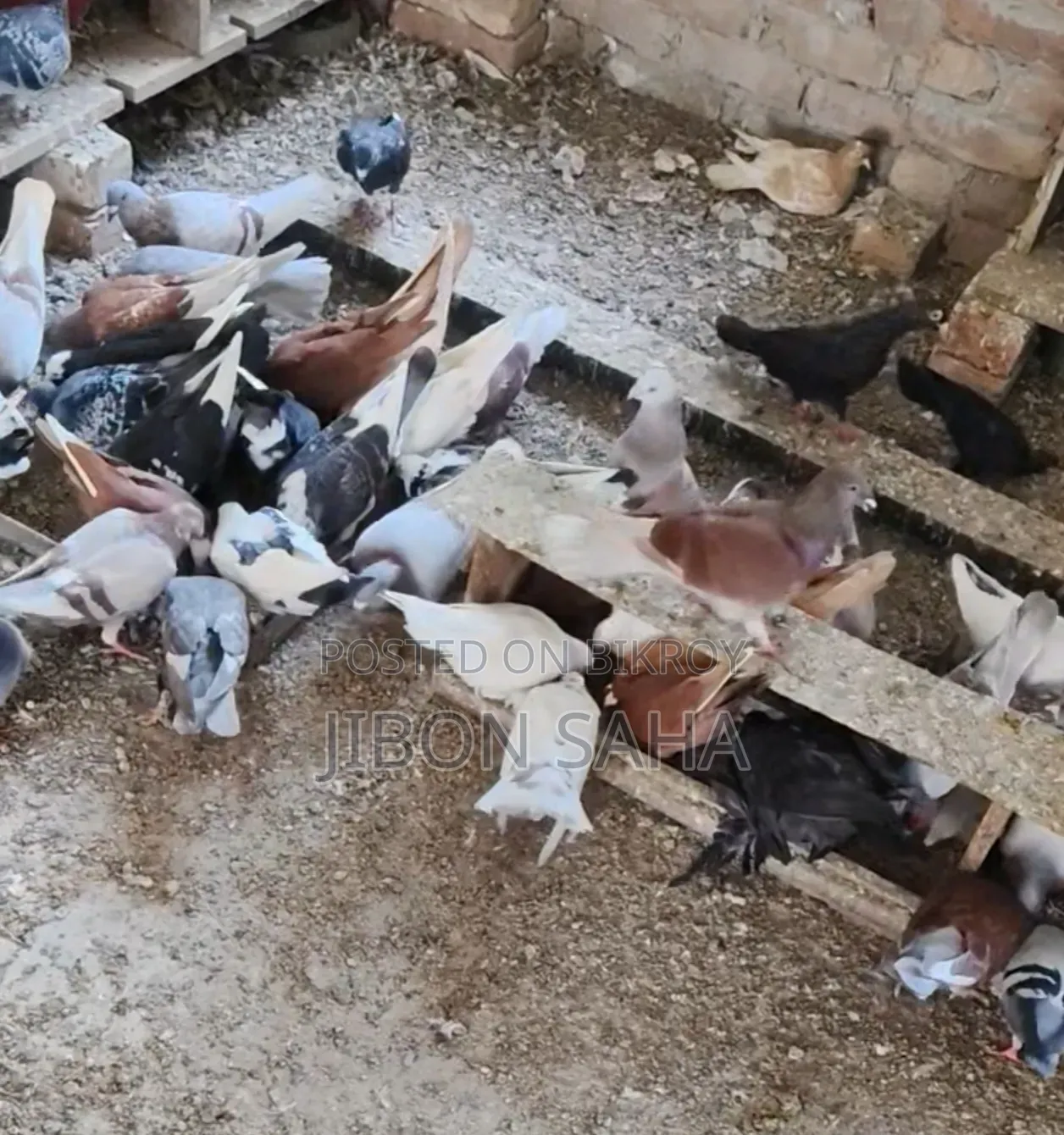 Good Quality Racer and Gola Pigeons.