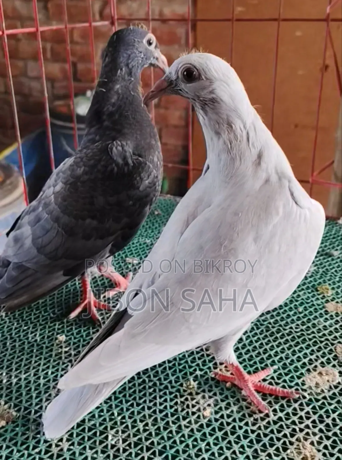 Good Quality Racer and Gola Pigeons.