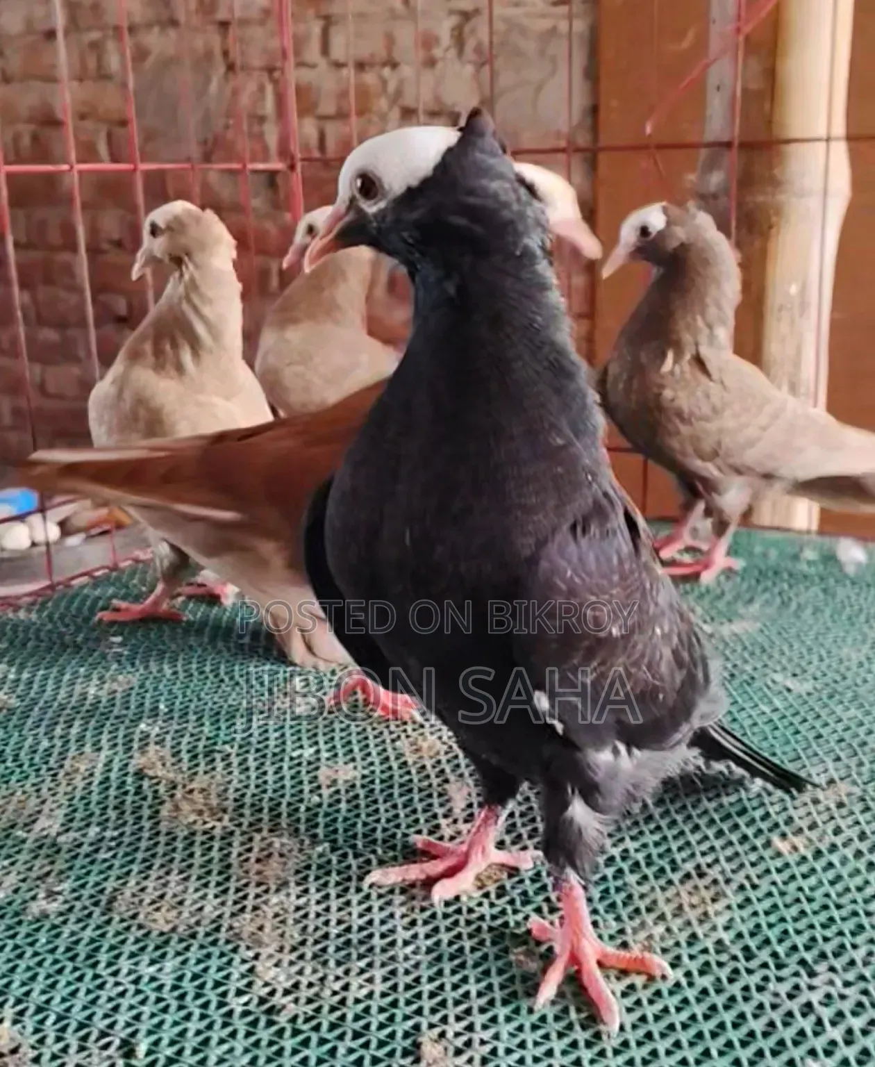 Good Quality Racer and Gola Pigeons.