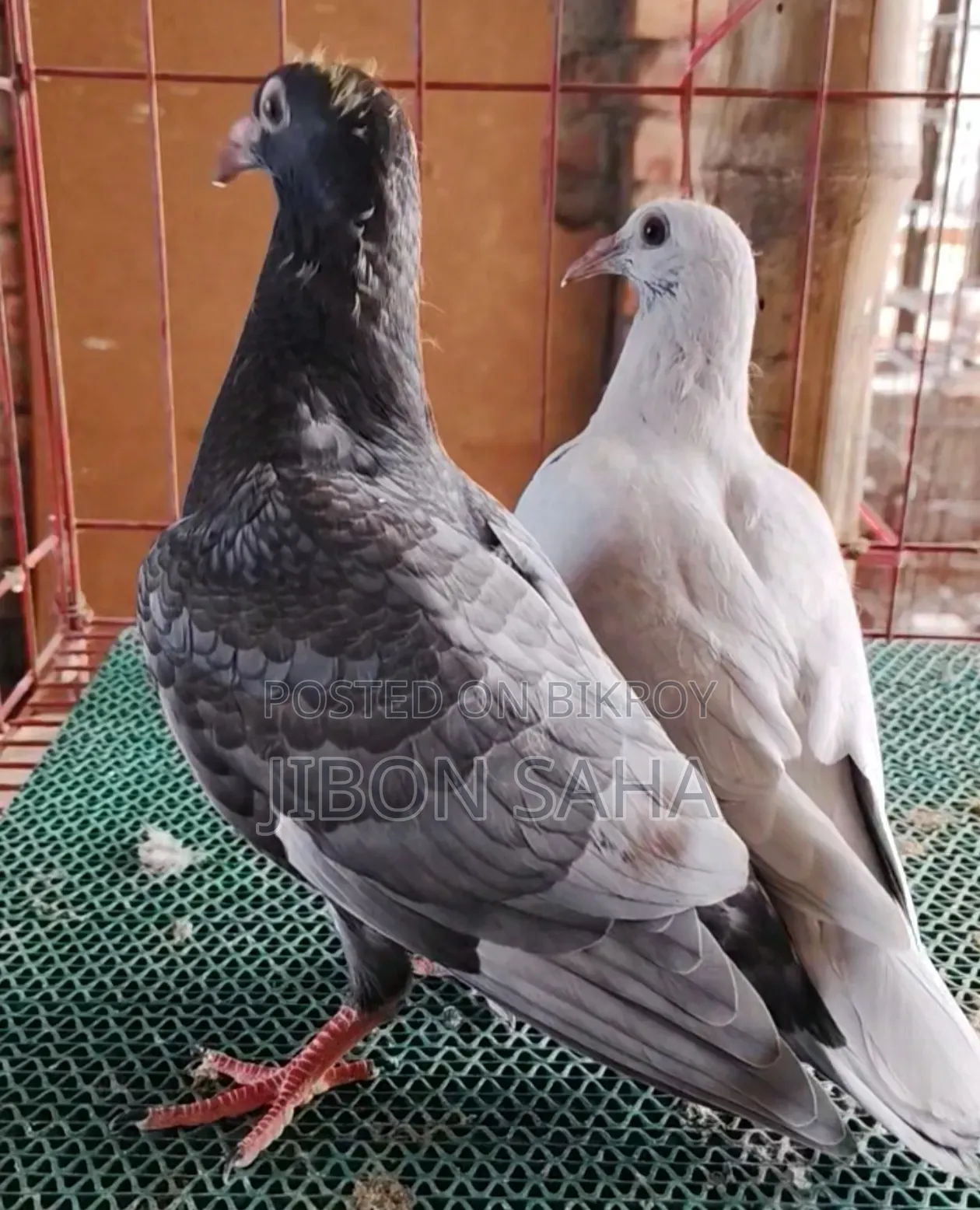 Good Quality Racer and Gola Pigeons.