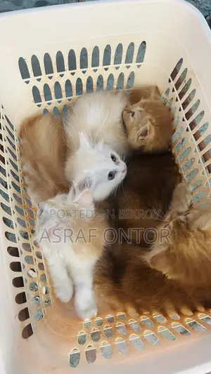 1-3 months Female Purebred Persian