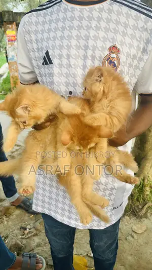 1-3 months Female Purebred Persian