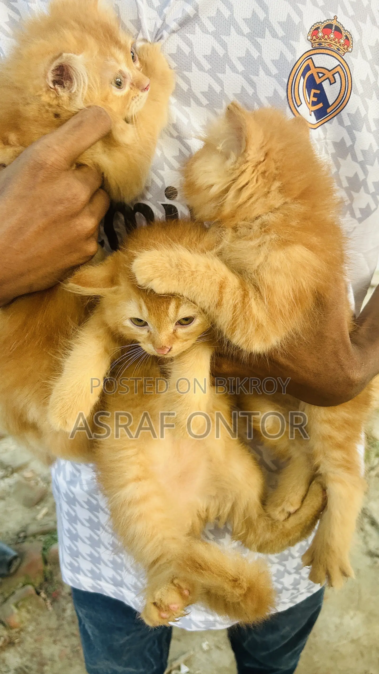 1-3 months Female Purebred Persian