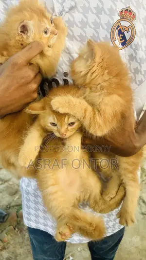 1-3 months Female Purebred Persian