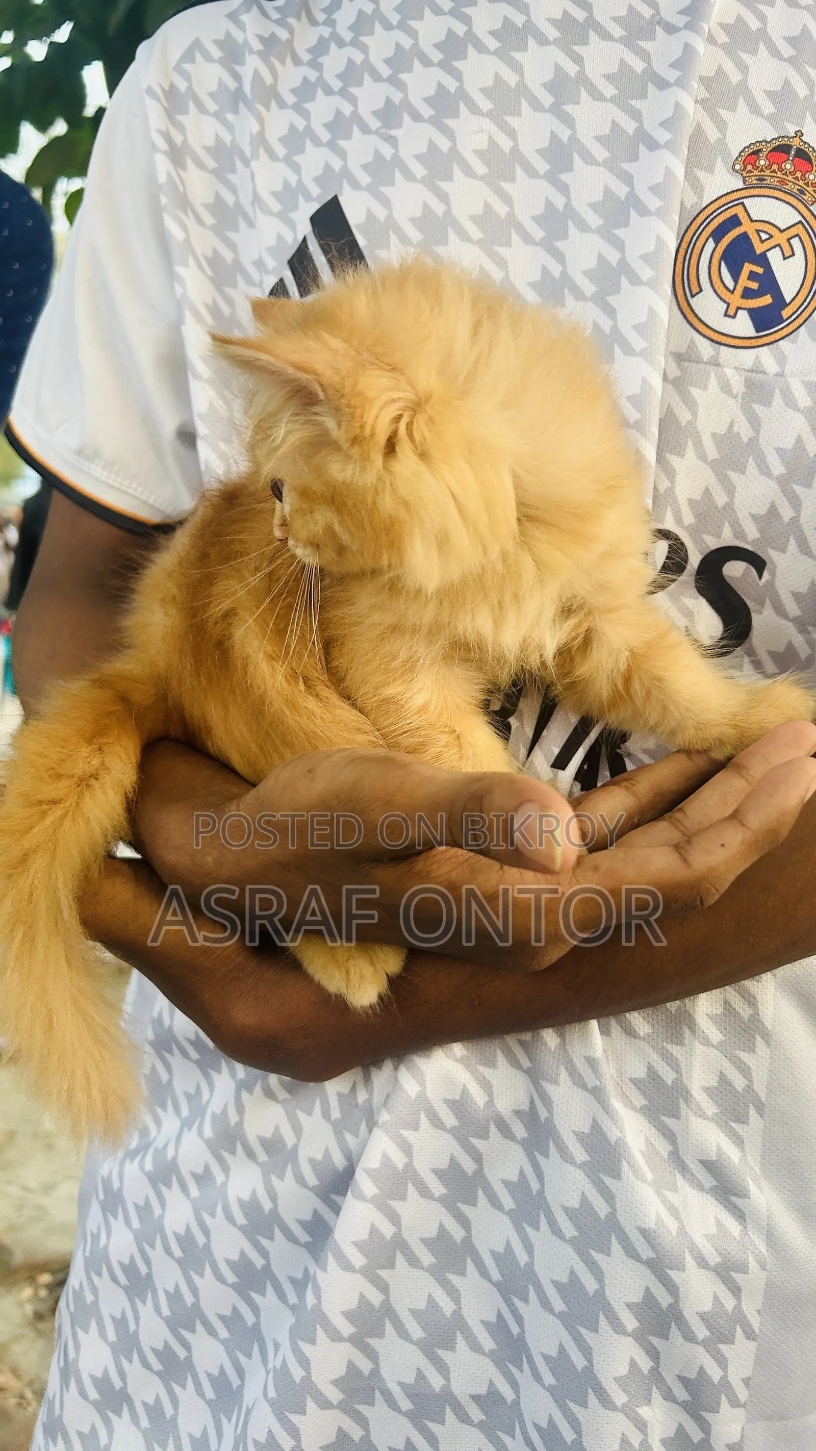 1-3 months Female Purebred Persian
