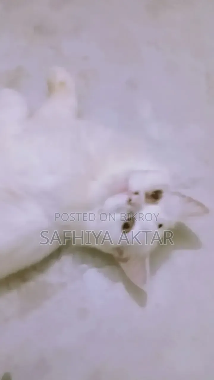 6-12 months Female Purebred Persian
