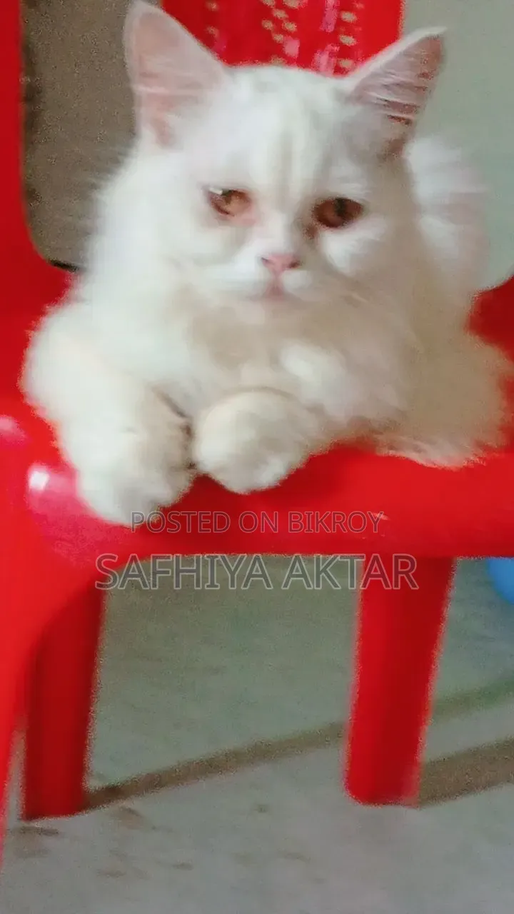 6-12 months Female Purebred Persian