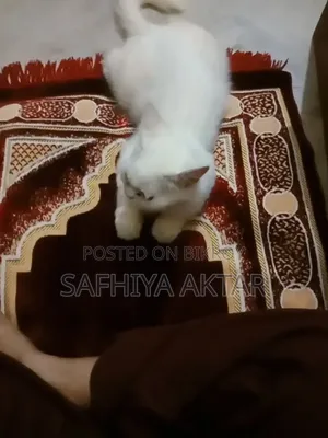 6-12 months Female Purebred Persian