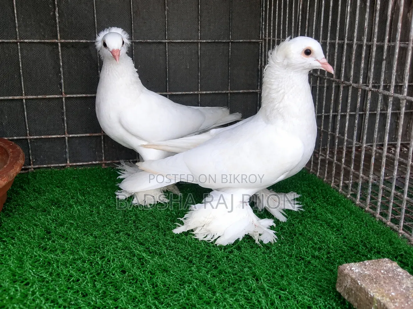 Pet