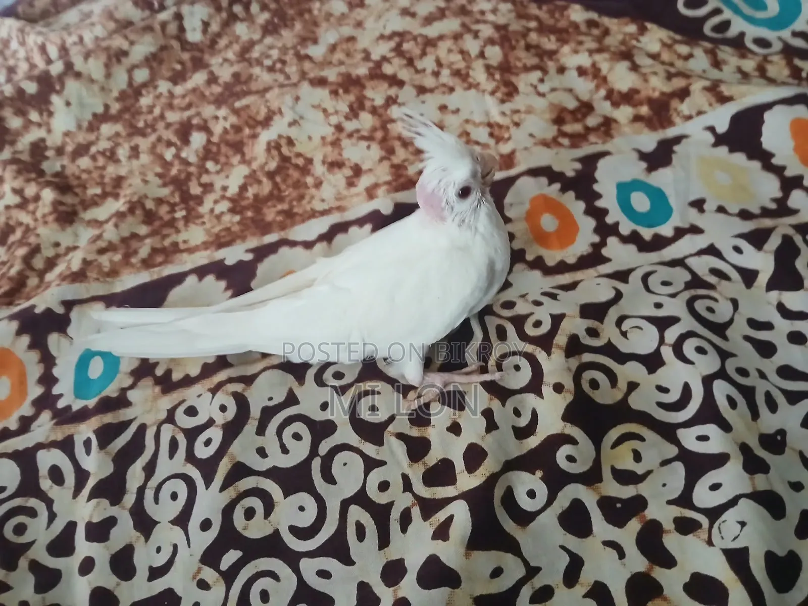 Albino Red Eye Cockatiel Baby for Sale Age 50 Days