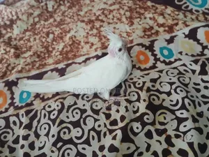 Albino Red Eye Cockatiel Baby for Sale Age 50 Days