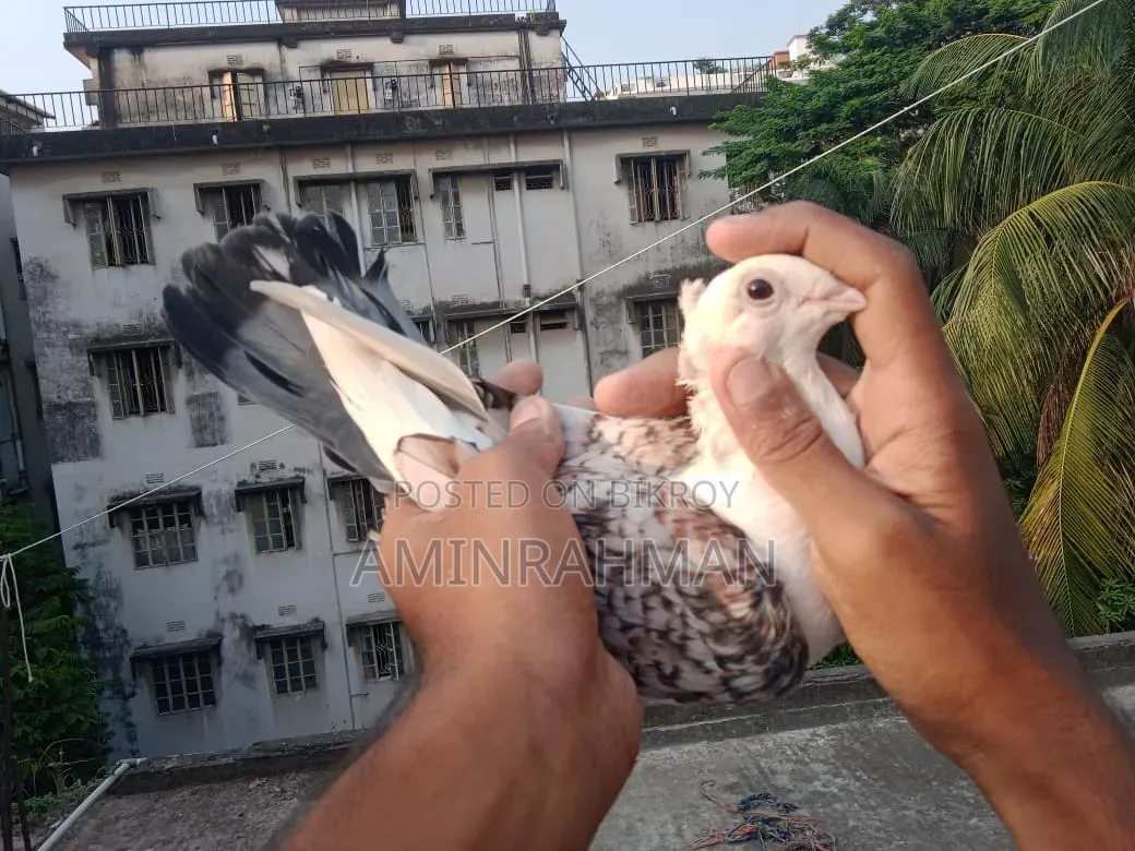 Pigeon for Sale