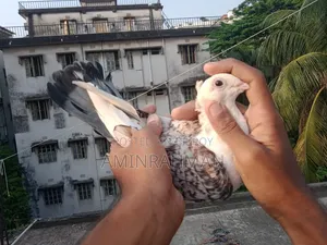 Pigeon for Sale