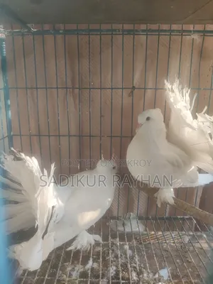 Lokkha Pigeon