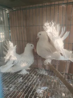Lokkha Pigeon