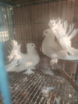 Lokkha Pigeon