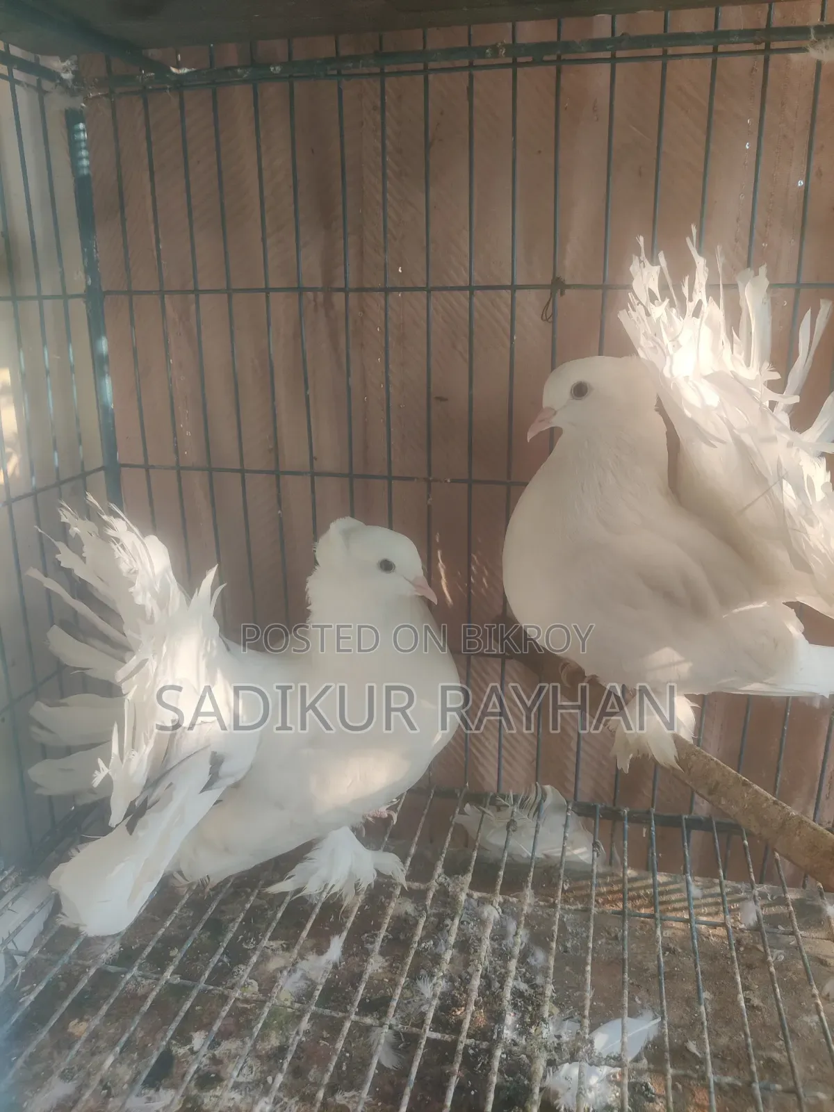 Lokkha Pigeon