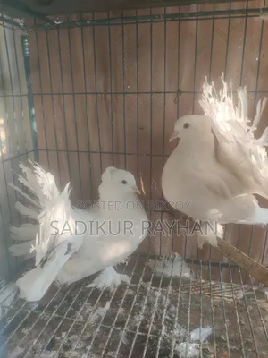 Lokkha Pigeon